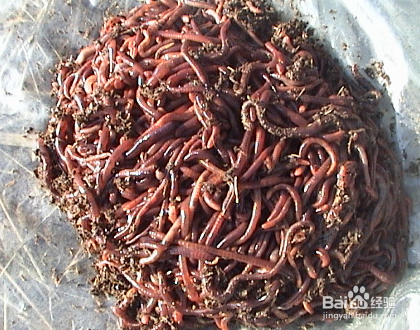 春天如何钓淡水鱼—鲫鱼钓法第1篇