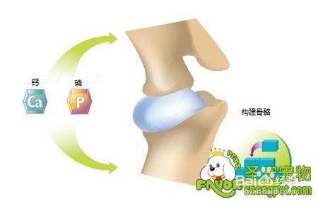 钙对猫咪身体的重要性