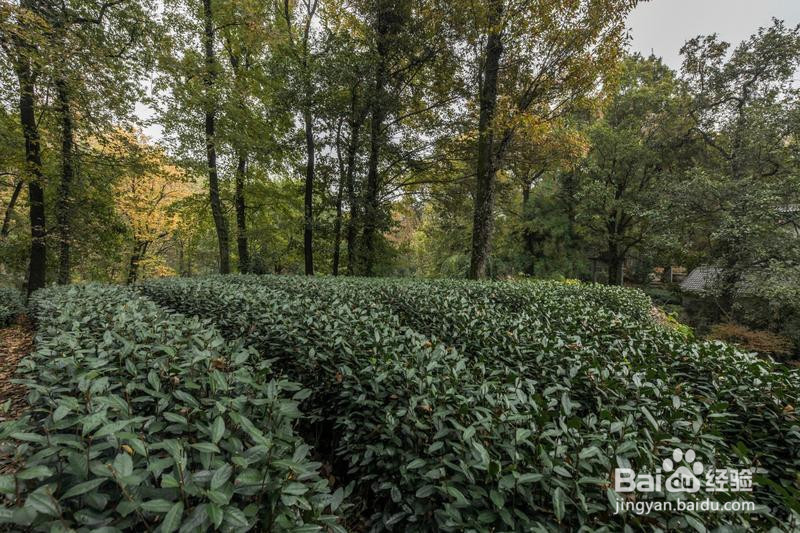 诗画浙江畅游杭州攻略4