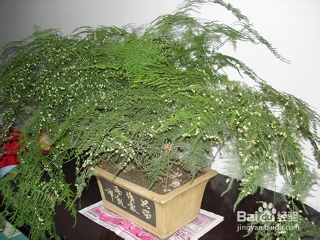 文竹叶子枯黄怎么办？