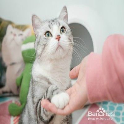 训练猫咪握手的技巧 百度经验