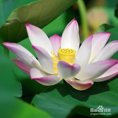 吃住透明感美肌