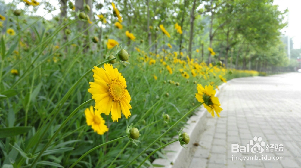 如何用手机拍摄出单反一样的虚化效果