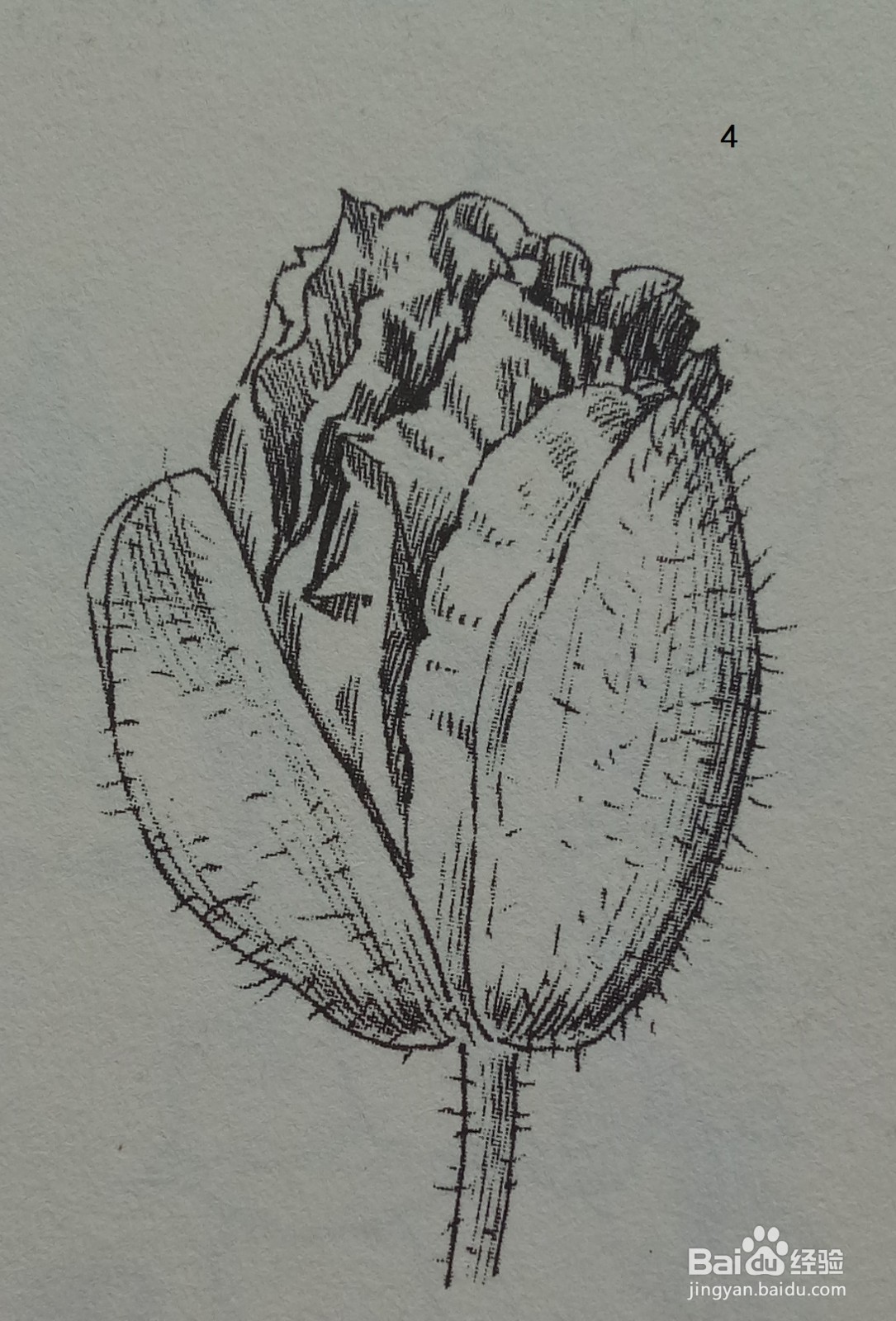 虞美人花苞的黑白线条绘制