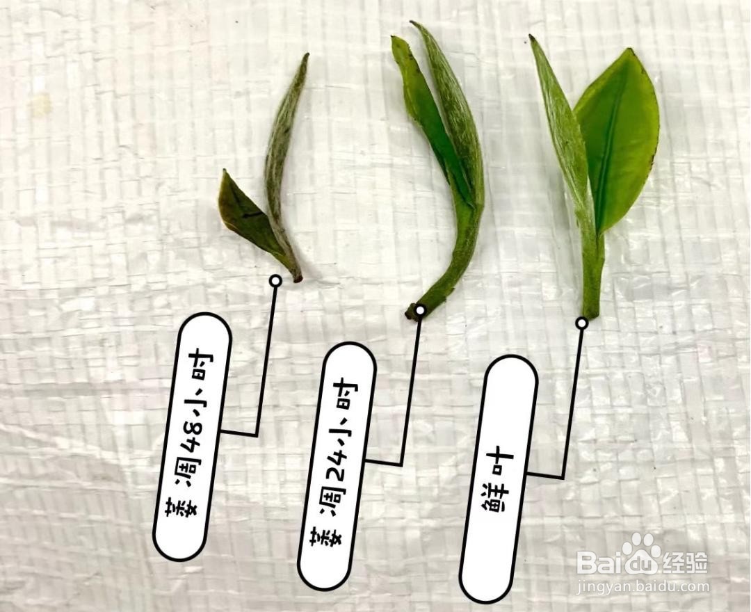 白茶制作加工方法