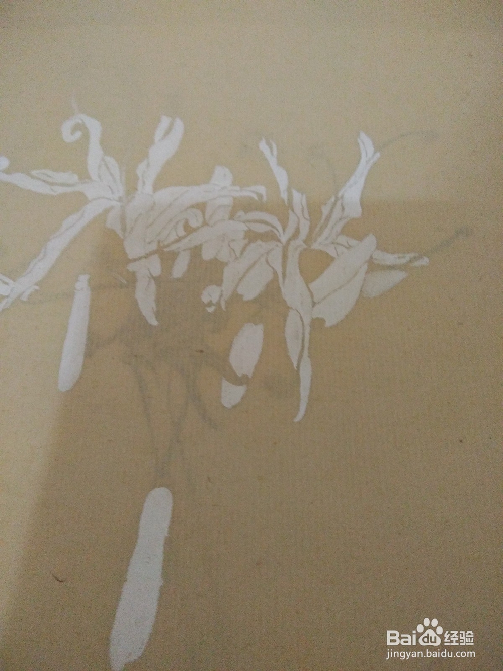如何用没骨法画文殊兰