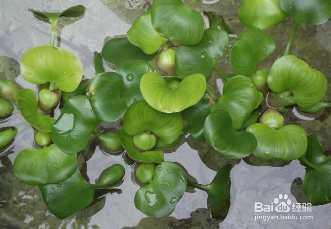 水生植物哪些好养活