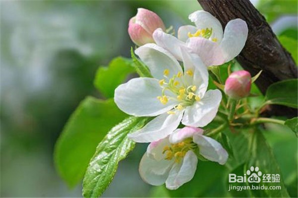 西府海棠花怎么养