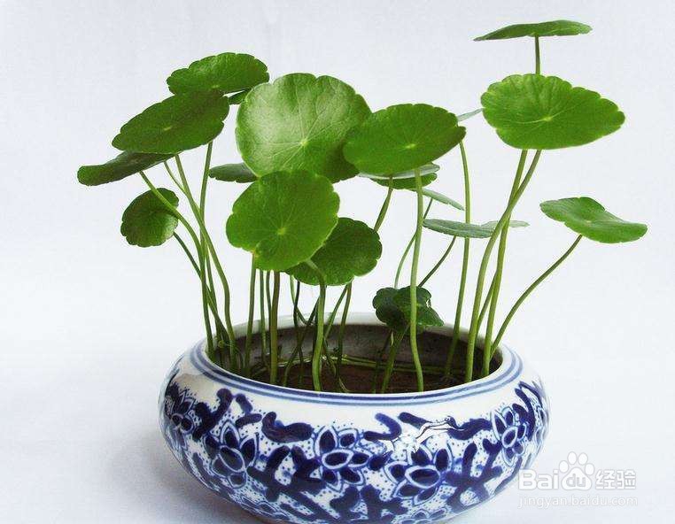 铜钱草作为家用盆景，有哪些功用？