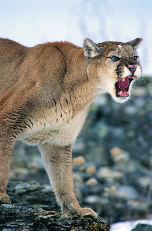 野生动物拍摄技巧全接触