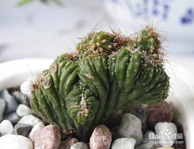 山影花卉的养殖方法