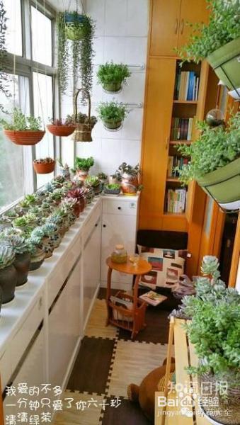 双十一剁手的钱省下来，可以建一个多肉花园了！