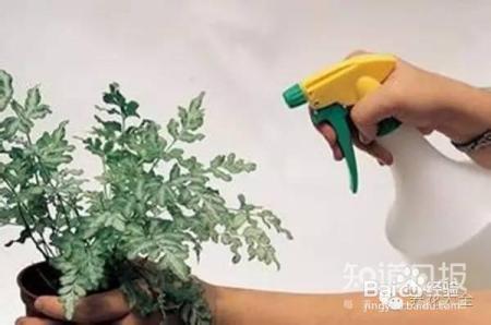 冬季养花7大法宝,小心你的花熬不到春天!