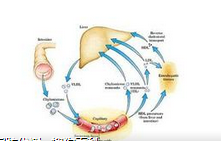 跑步减肥如何有效