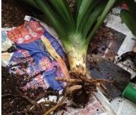 仙客来烂根怎么办?