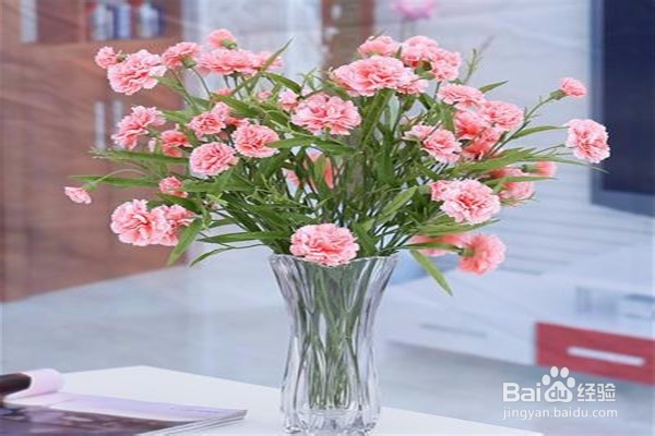 康乃馨怎么养