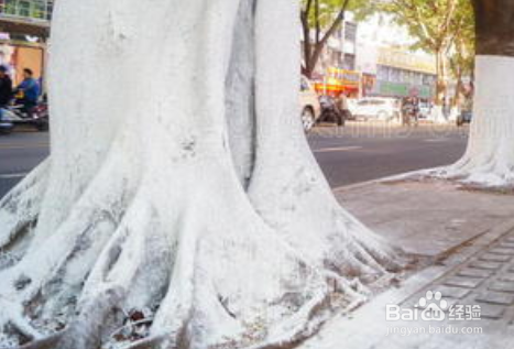 树根刷白灰起什么作用