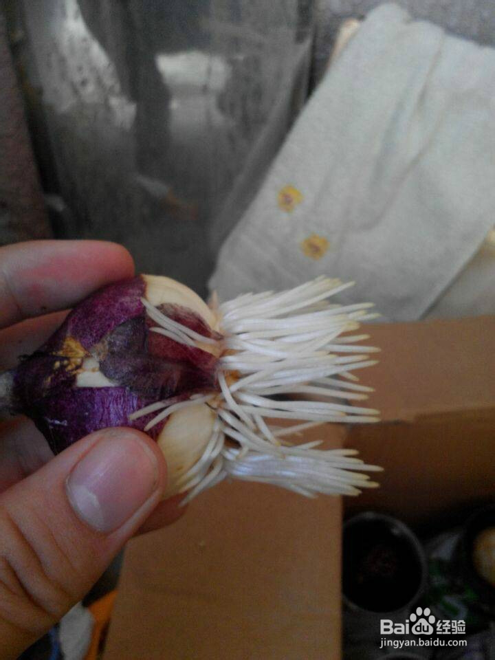 如何养好水培风信子