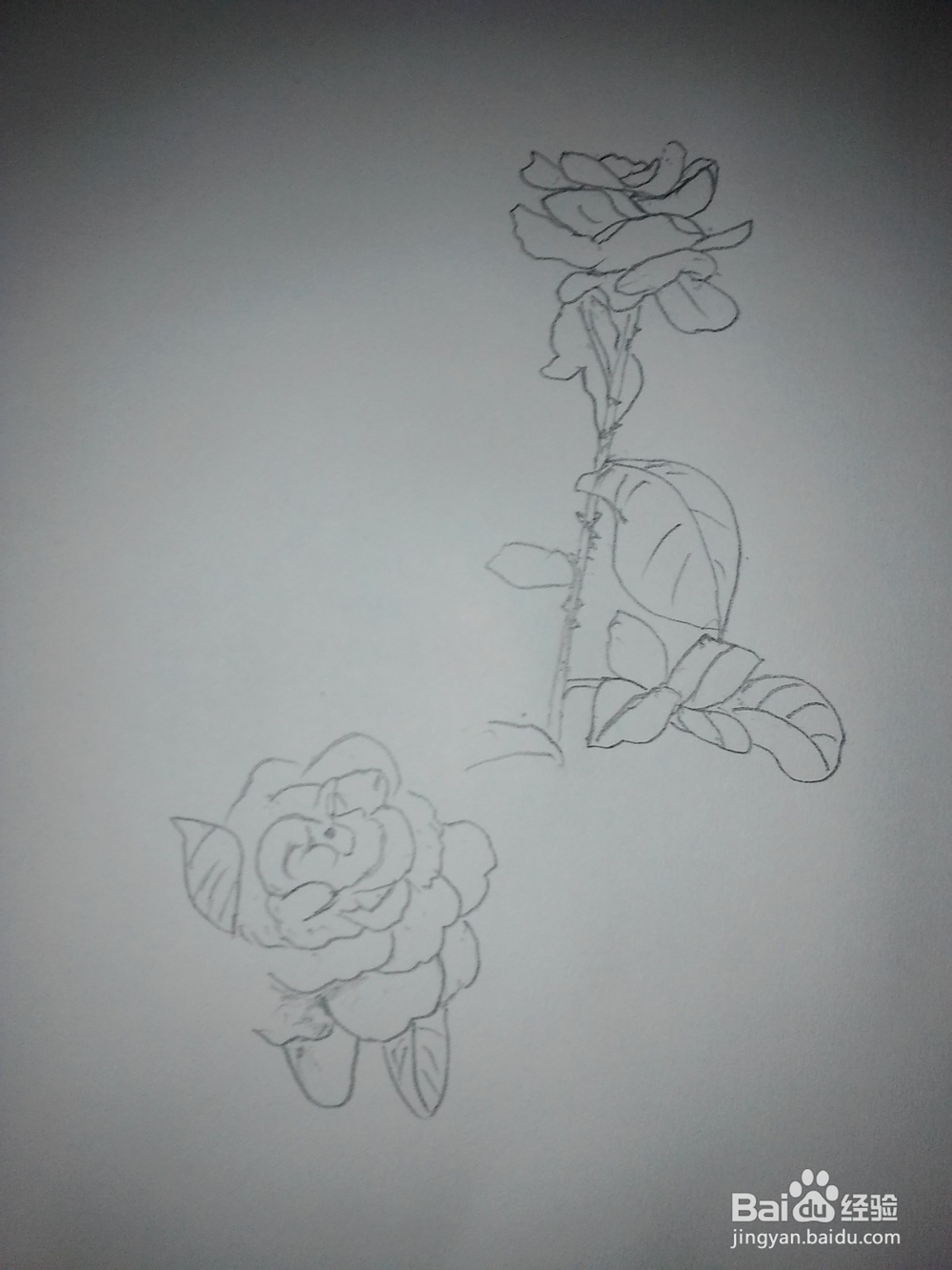 工笔玫瑰花的画法