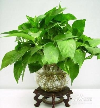 适合办公室内桌面水养植物