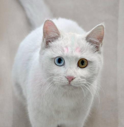 猫咪感冒了怎么办