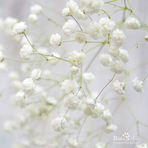 满天星适合室内养殖吗？