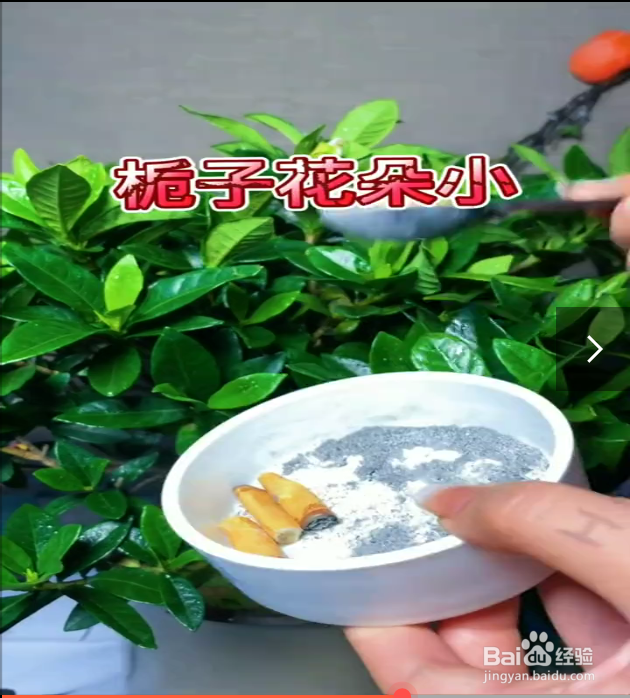 四种养花小妙招