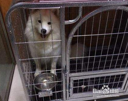 如何让萨摩进笼睡觉