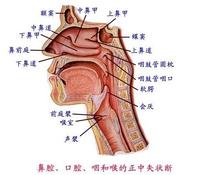 急性咽炎的危害和治疗