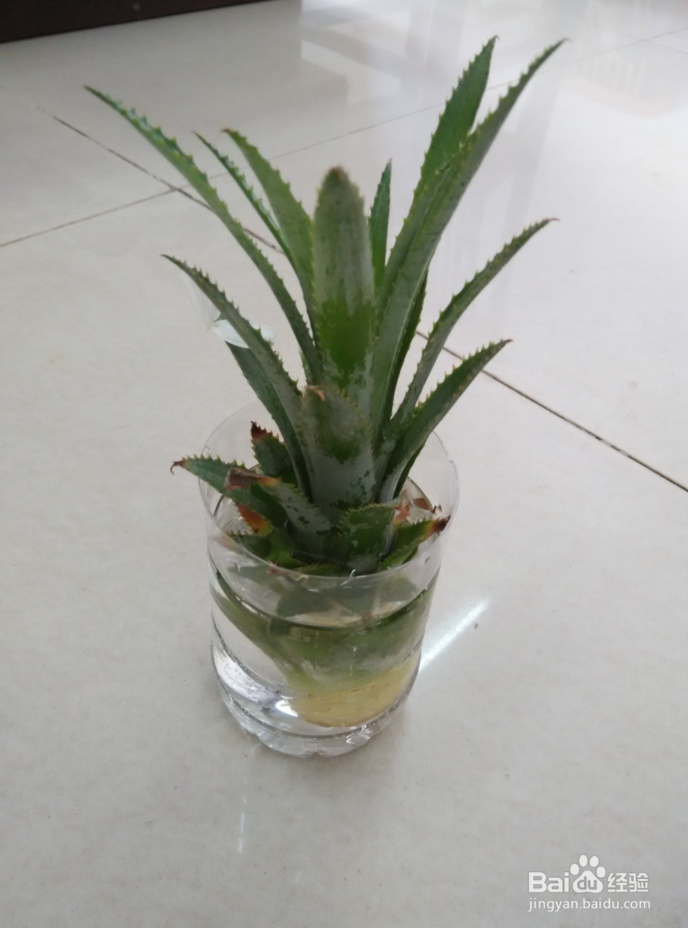 如何将不用菠萝叶回收利用