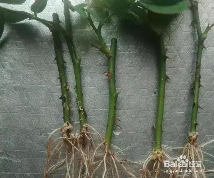 如何提高月季扦插生根后假植成活率