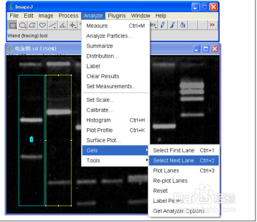 Image J软件进行图片条带灰度值分析