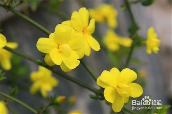迎春花的养殖小贴士