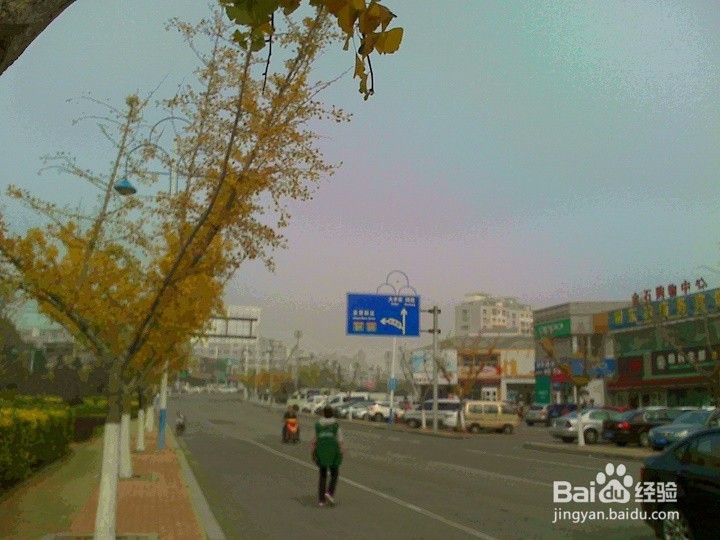 秋天的银杏树叶怎样拍的金灿灿