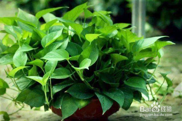 新房装修后多久才能入住