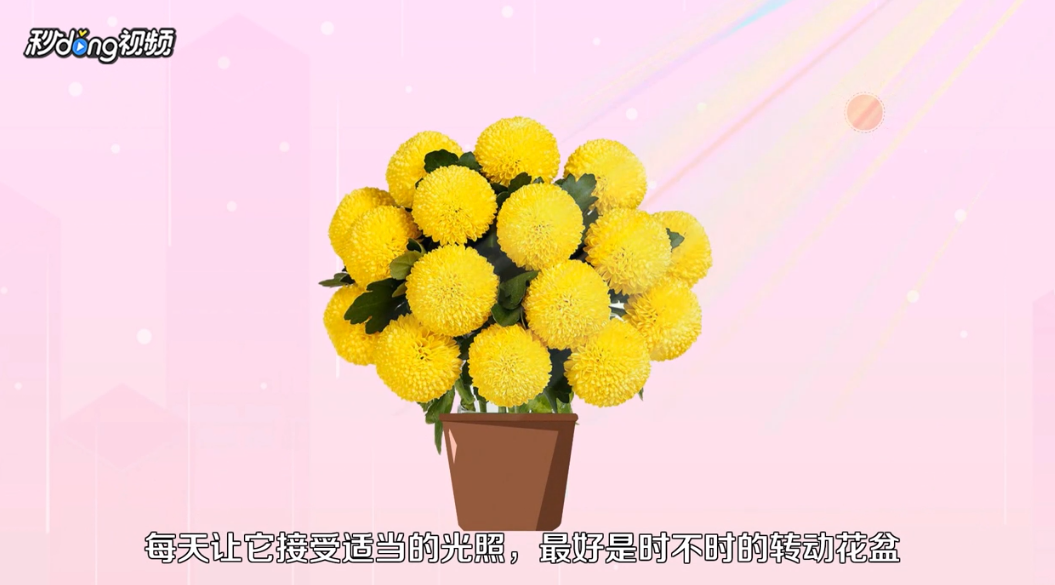 乒乓菊如何养殖