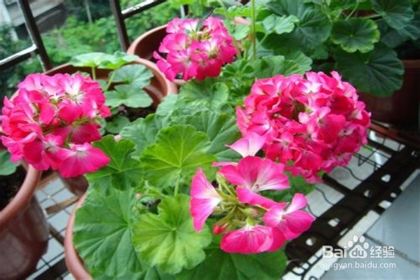 天竺葵的养殖方法和注意事项有哪些？