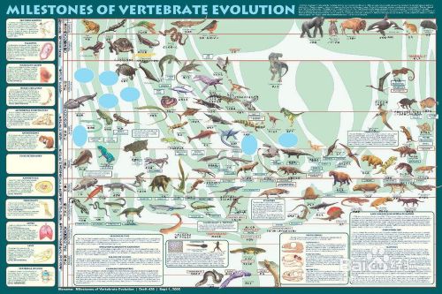 脊椎动物的分类 百度经验