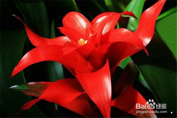 鸿运当头的养殖方法和注意事项都有哪些?