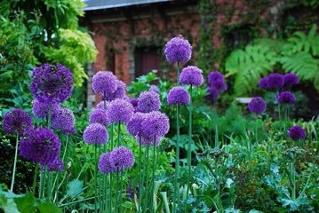 如何使大花葱叶绿花艳?