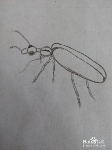 甲虫的另一种画法