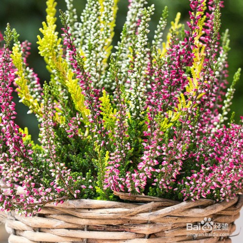 教你养殖艾莉卡