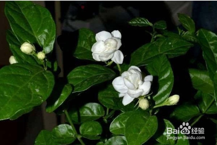 盆栽的茉莉花养室内怎么才容易开花