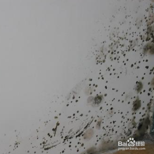 墙体发霉怎样彻底处理