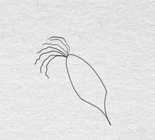 简笔画--一株玉米的简笔画法