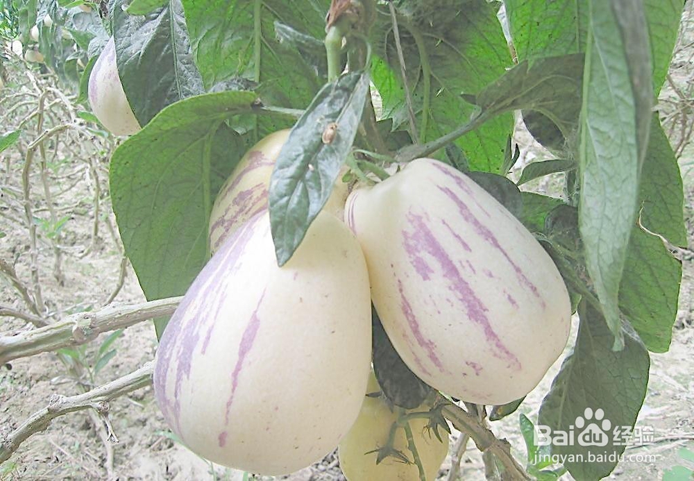 人参果——镇元大仙的宝贝