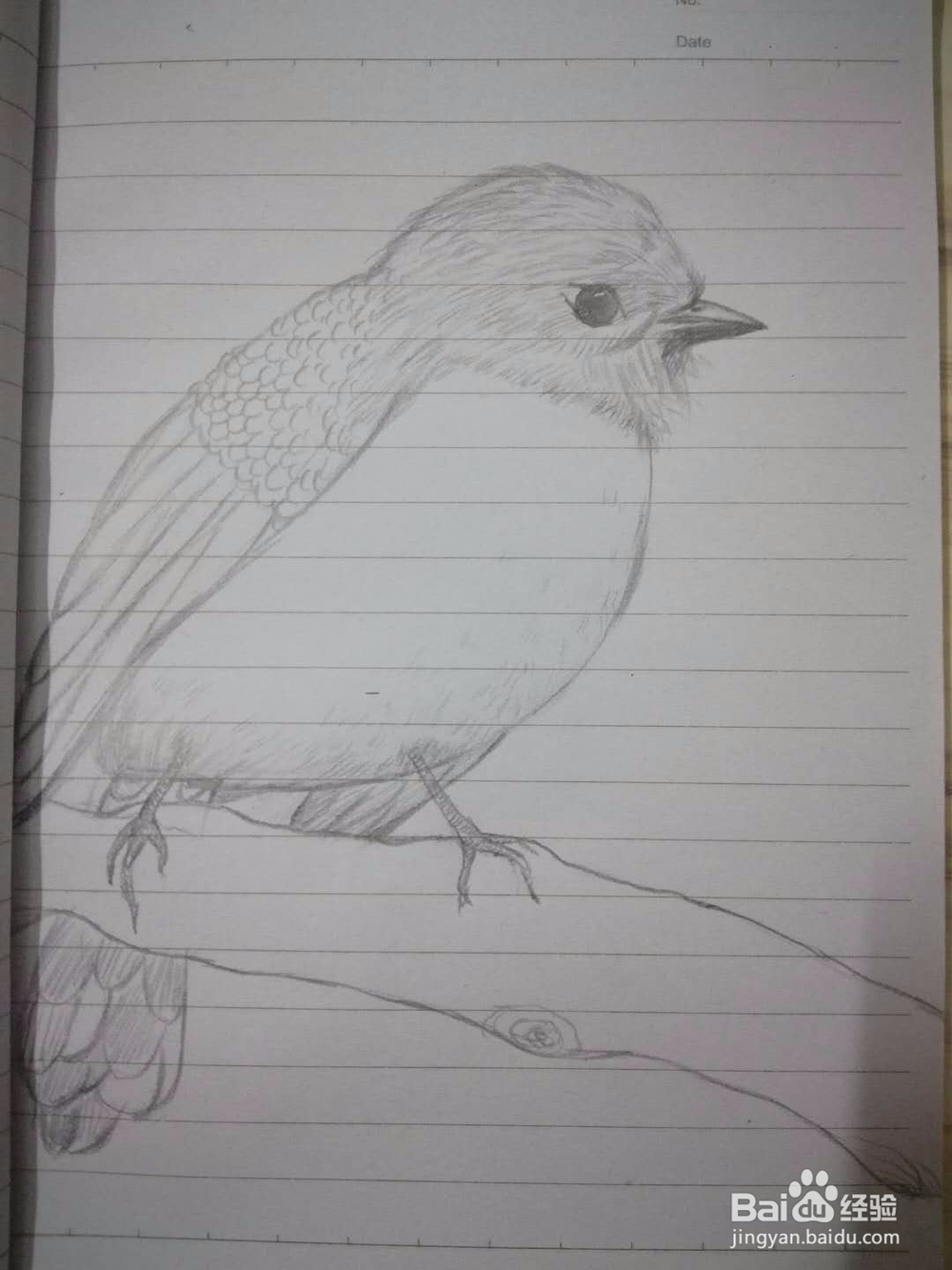 《小鸟思思》插画速写教程