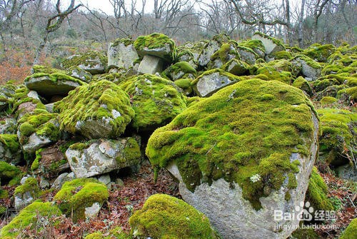 苔藓发霉怎么办