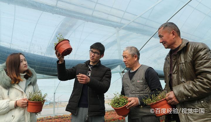 栀子花冬天怎么养才能安全过冬?