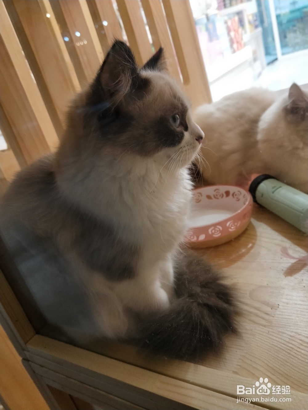 幼猫半夜两点来回走怎么办